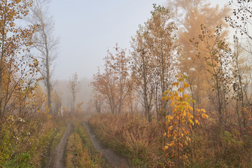 Fototapeta premium A quiet autumn dawn over the lake in sunlight. Fresh fog creeps over the ground.