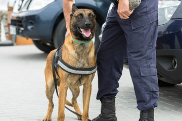 Malinois belgian shepherd guard the border.  The border troops demonstrate the dog's ability to...