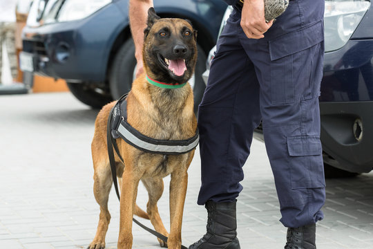 Malinois belgian shepherd guard the border.  The border troops demonstrate the dog's ability to detect violations.