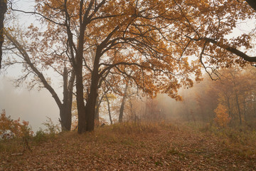 Fototapeta na wymiar A quiet autumn dawn over the lake in sunlight. Fresh fog creeps over the ground.