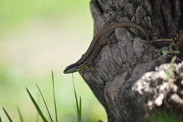 lizard of a tree