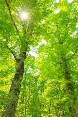 Fototapeta na wymiar Looking up into Tall Beech Trees in Natural Forest