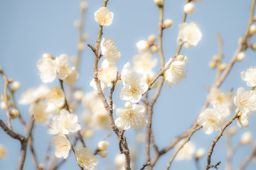 白梅　青空