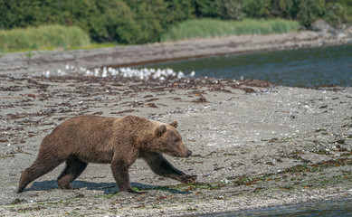 Der Lachsrun beginnt in Alaska