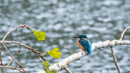 kingfisher