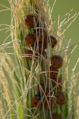 ladybug in the grass