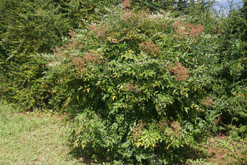 Fototapeta na wymiar Nandina domestica bush with unripe green fruits on summer. Heavenly bamboo in the garden on a sunny day