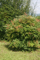 Nandina domestica bush with unripe green fruits on summer. Heavenly bamboo in the garden on a sunny day