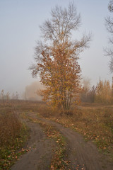 A quiet autumn dawn over the lake in sunlight. Fresh fog creeps over the ground.