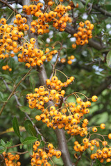 Bunch of yellow berries on Pyracantha bush. Firethorn in the garden on autumn