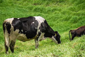 holstein 1