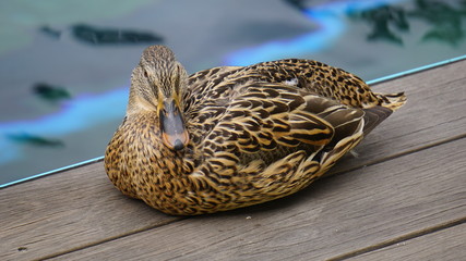 A Duck Resting on the Dock