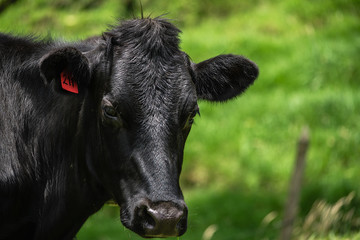 holstein 2