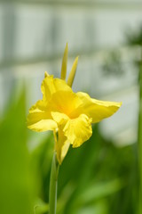 yellow daffodil on blue background