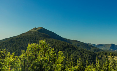 Ukrainian forest mountain wallpaper poster travel photography with pine needle top of trees branches foreground and lonely majestic peak center of landscape composition view on blue sky background  