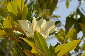 wite tropical flower