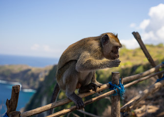 Monkey on fence