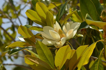 Obraz premium yellow flower