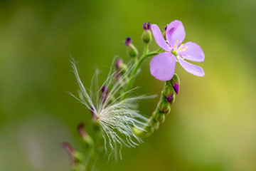 carnivorous plants: drosera flowers