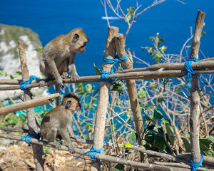 Monkeys high up at beach