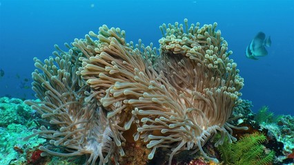 Fototapeta na wymiar Soft Coral Garden