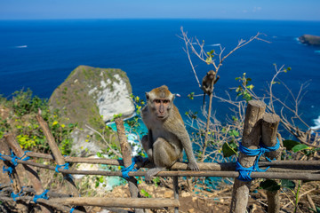 Monkey up high overlooking beach