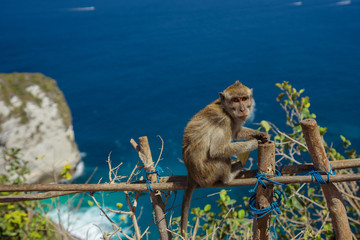 Monkey up high overlooking beach