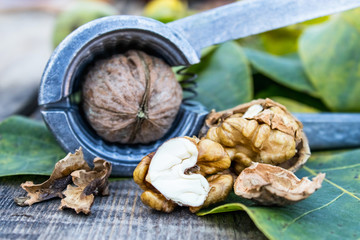 Walnuts and walnut kernels lie on a rustic old wooden table near the nutcracker. Kernels of walnuts.