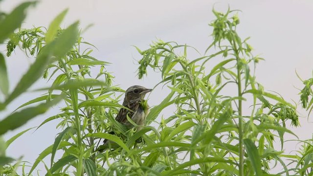 Nestling Whinchat (Saxicola rubetra) sitting on a branch