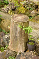 Fototapeta premium 切り株