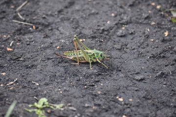 green grasshopper