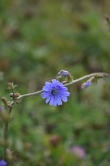 chicory