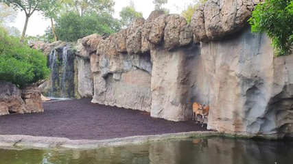 Antelope in the zoo hiding from a little rain
