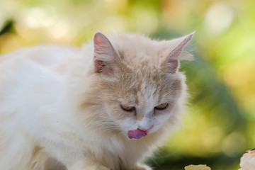 Young cream tabby cat eats sweet cake on the table at home