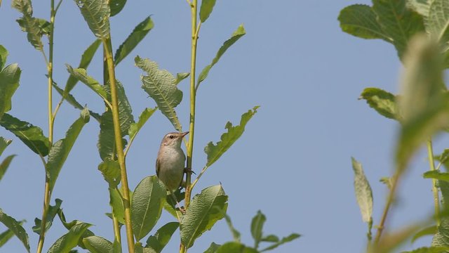 Bird Booted Warbler (Hippolais caligata) sits on a branch of a bush among green leaves