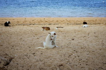 Dogs at beach