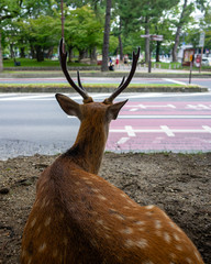 Deer resting in city