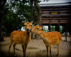 Deer at Nara