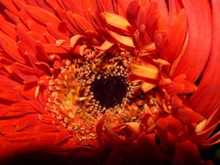 Macro wallpaper of Red Gerbera flower, defining its details