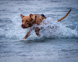 Dogs at beach