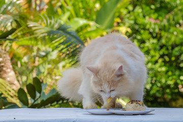 Young cream tabby cat eats sweet cake on the table at home