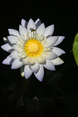 Close-up of a native Australian water lily (Nymphaea violacea) in the wild