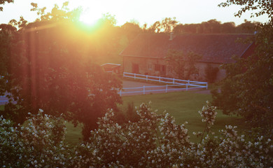 Sunset Farm Horse