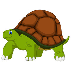 Cute turtle cartoon with white background