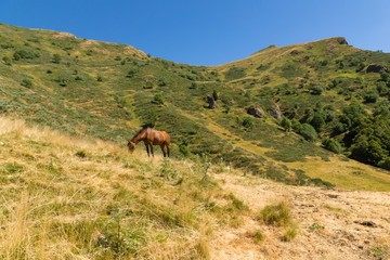 Paysage d'Auvergne. Cheval dans les monts du Cantal