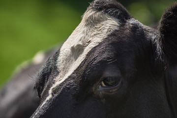 holstein 6