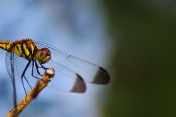 トンボ　あじさい © 白太郎