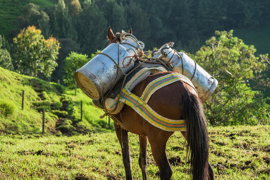 caballo canecas