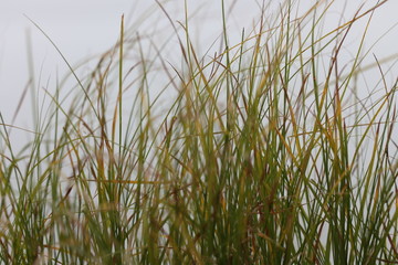 Obraz na płótnie Canvas Green grass in the wind