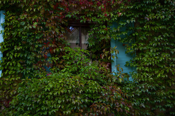 Window of an old building with flowers and grown with an ivy
